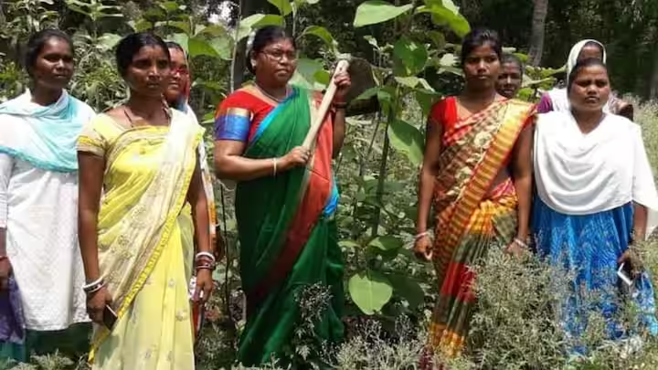 Jharkhand News: Seraikela's 'Lady Tarzan' Chami Murmu  to Receive Padma Shri for Planting Over Thirty Lakh Saplings in 30 Years