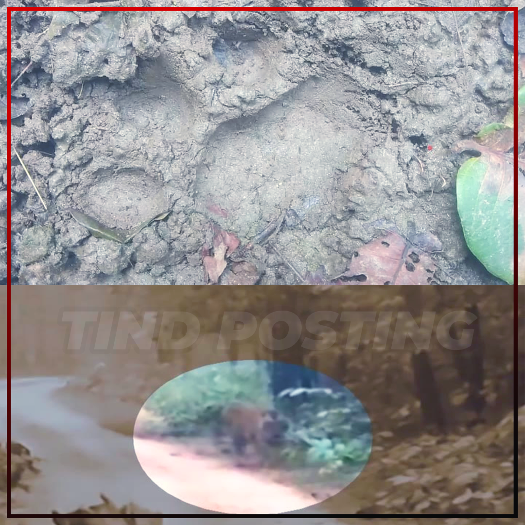 Hazaribagh News: Tiger spotted at Hazaribagh Wildlife Sanctuary