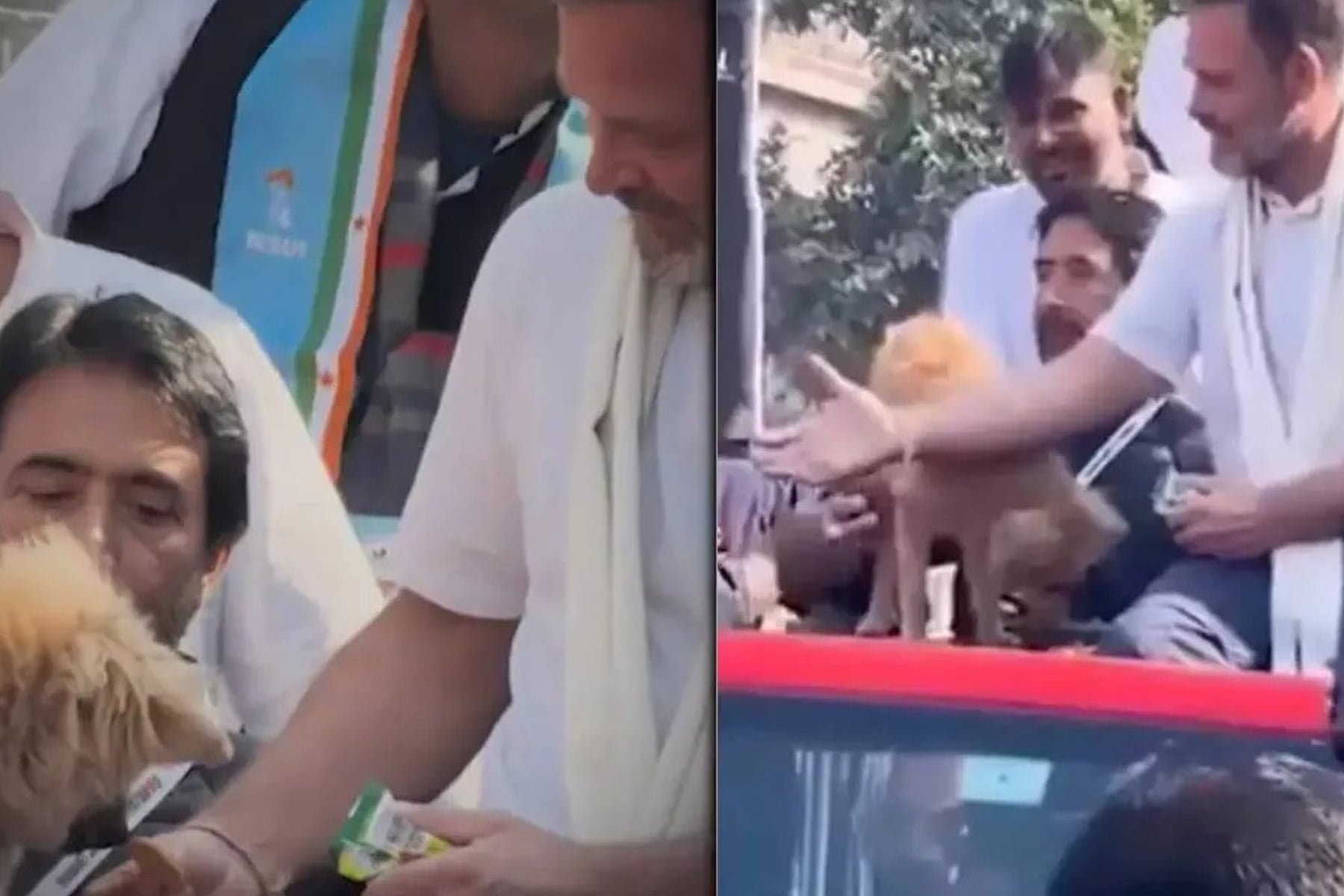 Rahul Gandhi breaks silence on video of him feeding biscuit to dog, asks BJP 'what's their problem with dogs?'