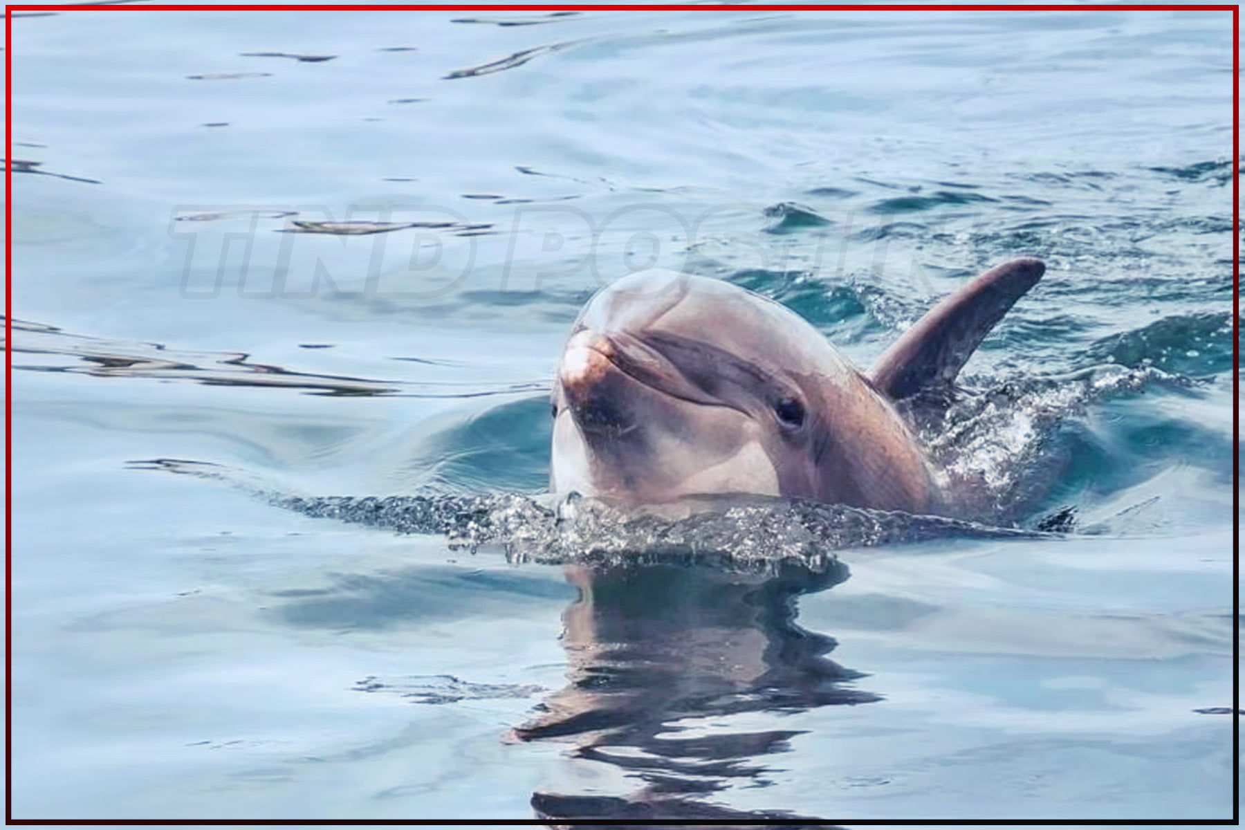 Forest officials find dead dolphin, DFO says strict action will be taken after investigation