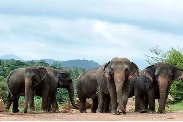 Jamshedpur News: 35 elephants enter the Dalma Wildlife Sanctuary, Forrest on High Alert
