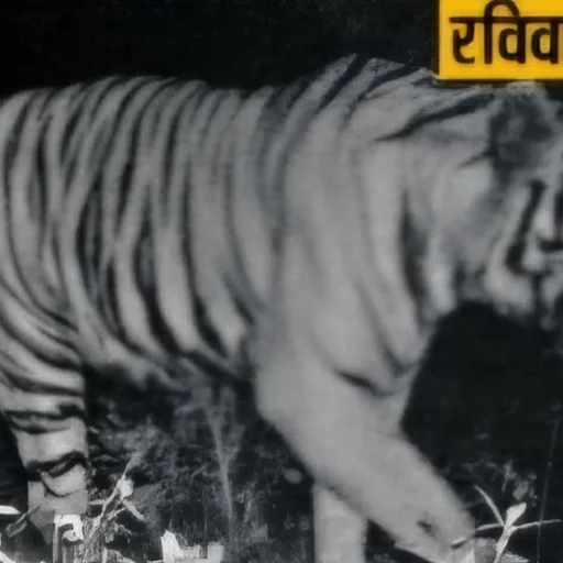 West Bengal Tiger Spotted in Jharkhand, Footprints Found Near Jamshedpur