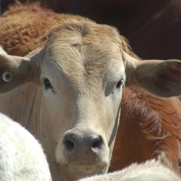 India: Seer Issues 33-Day Ultimatum to Declare Cow "Mother of the Nation"