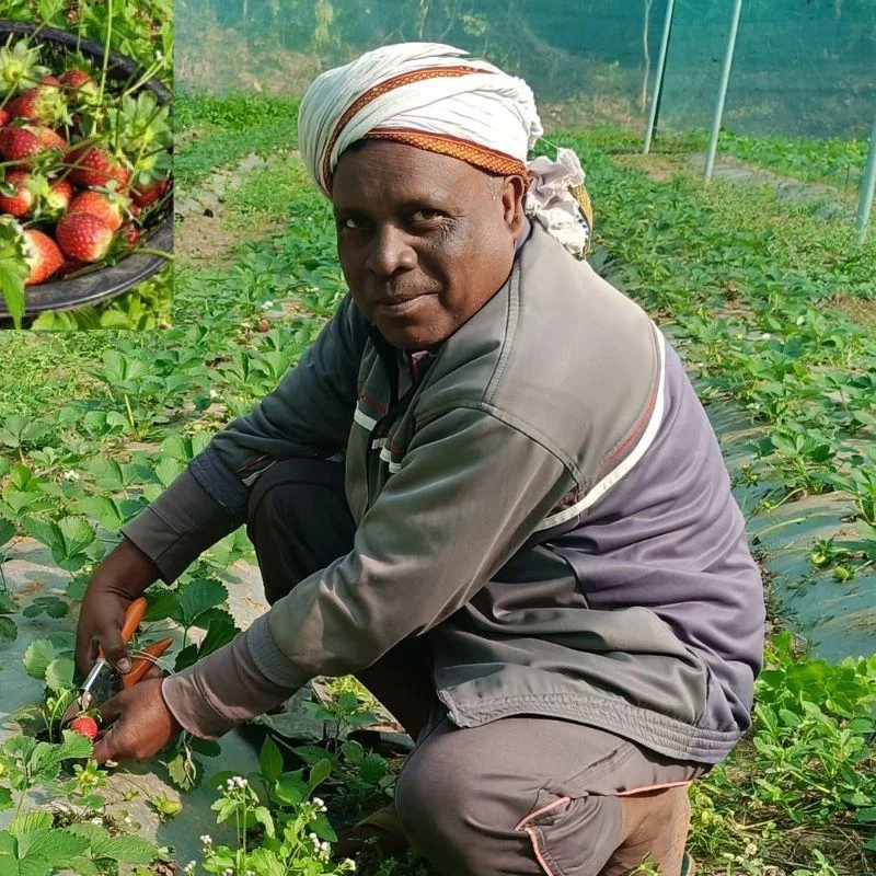 Jharkhand Farmer's Strawberry Success Story: Modern Techniques Boost Income