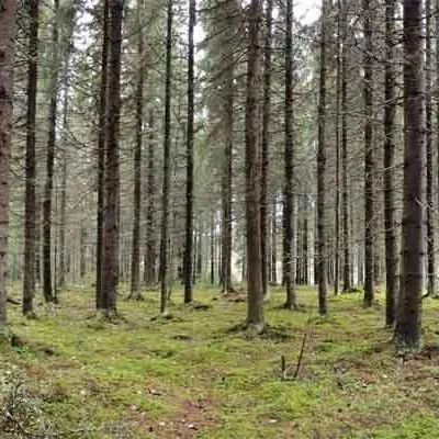 Jharkhand Forest Ranger Under Investigation for Buying 2 Acres of Forest Land