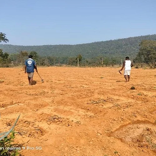 Jharkhand Police Destroy 3.5 Acres Opium Crops in Kandra Crackdown