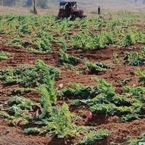 Jharkhand: Police, Villagers Destroy 39.5 Acres of Opium Crops in Seraikela