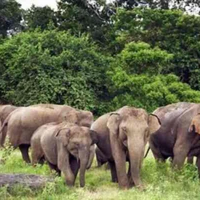 Jharkhand Villagers Fear as Rampaging Elephants Destroy Crops