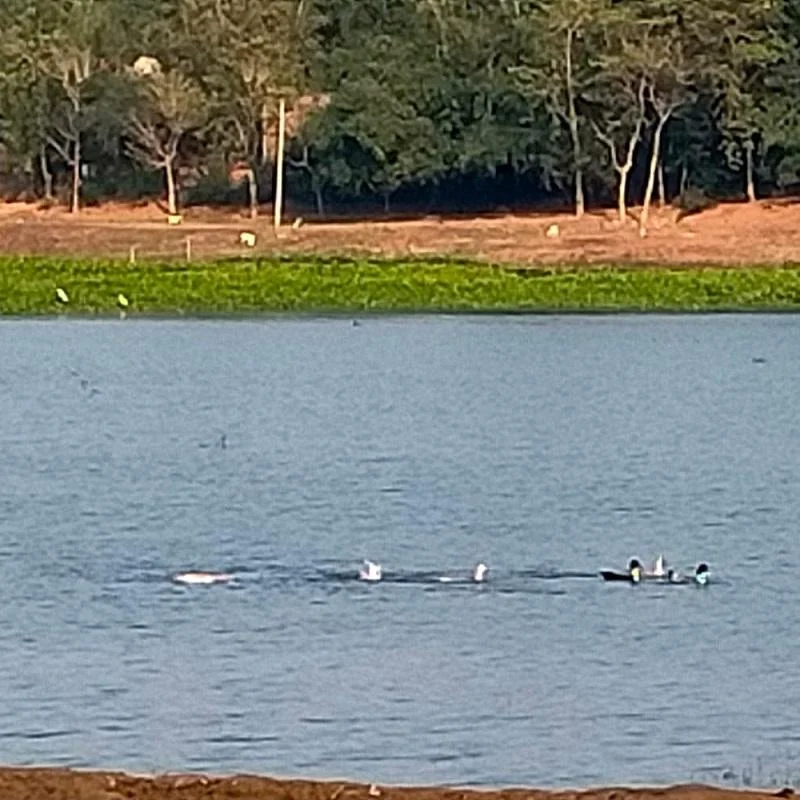Just In: Jharkhand's Udhwa Lake Gains International Recognition, Added to Ramsar List