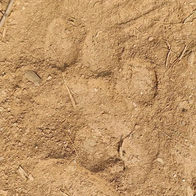 Tiger Scare: Jamshedpur Villagers Fearful After Paw Prints Found