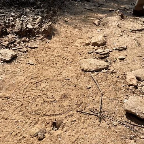 Tiger Track Panic: Jharkhand Villagers Fear Big Cat Sighting